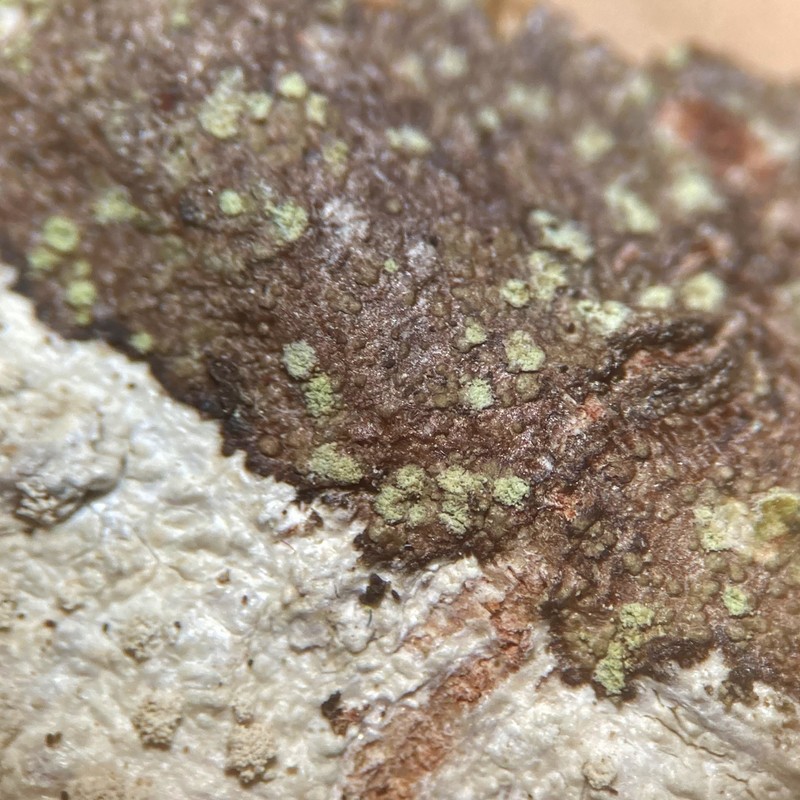 Fuscidea arboricola photo 2