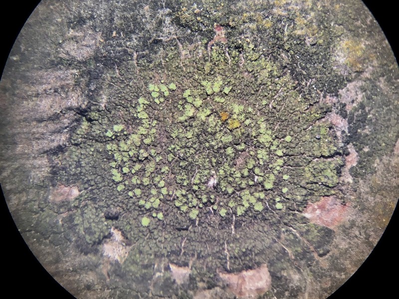 Fuscidea arboricola photo 3
