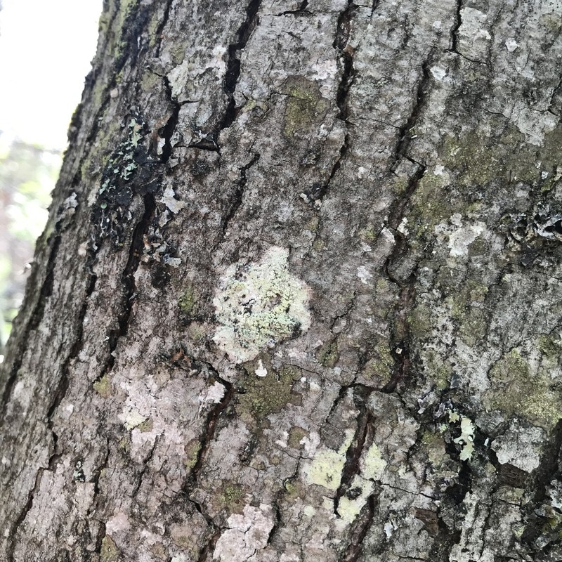 Fuscidea arboricola photo 4