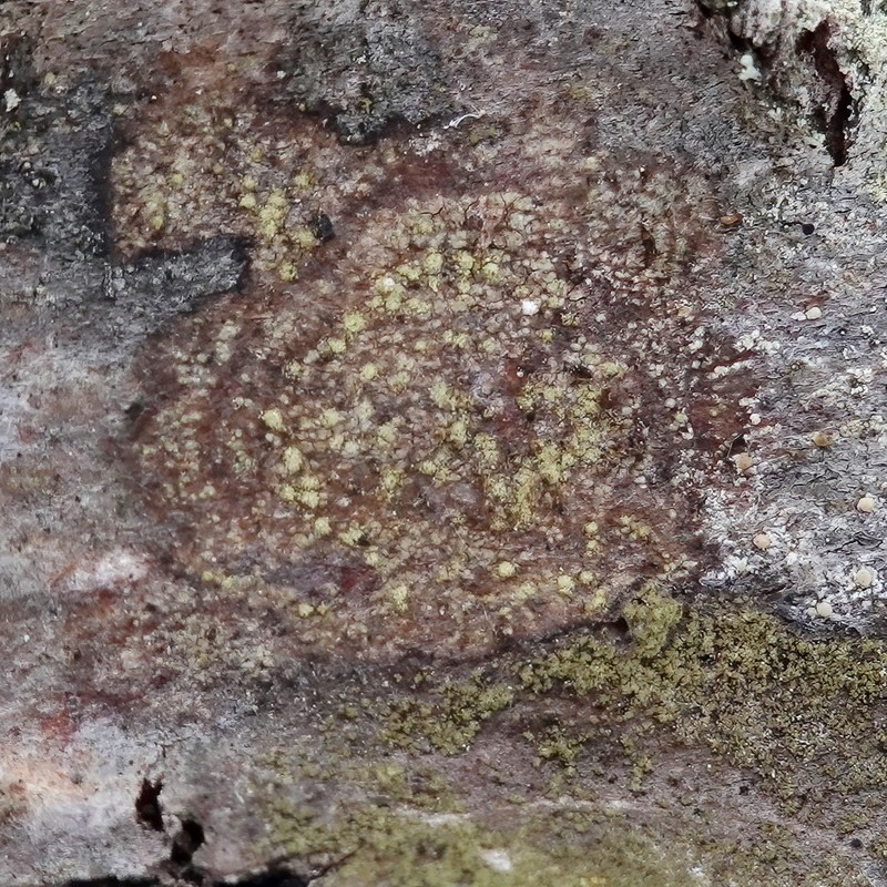 Fuscidea arboricola photo 5