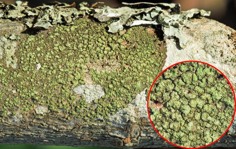 Fuscidea arboricola photo 6