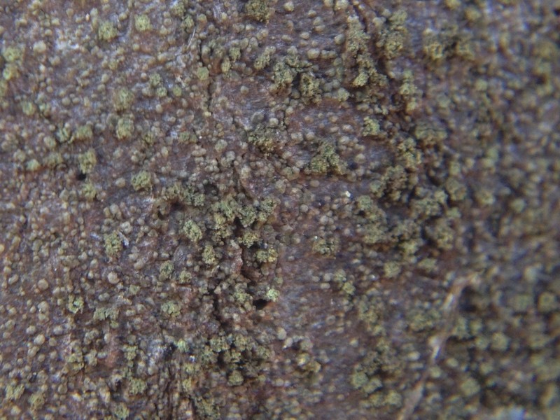 Fuscidea arboricola photo 7