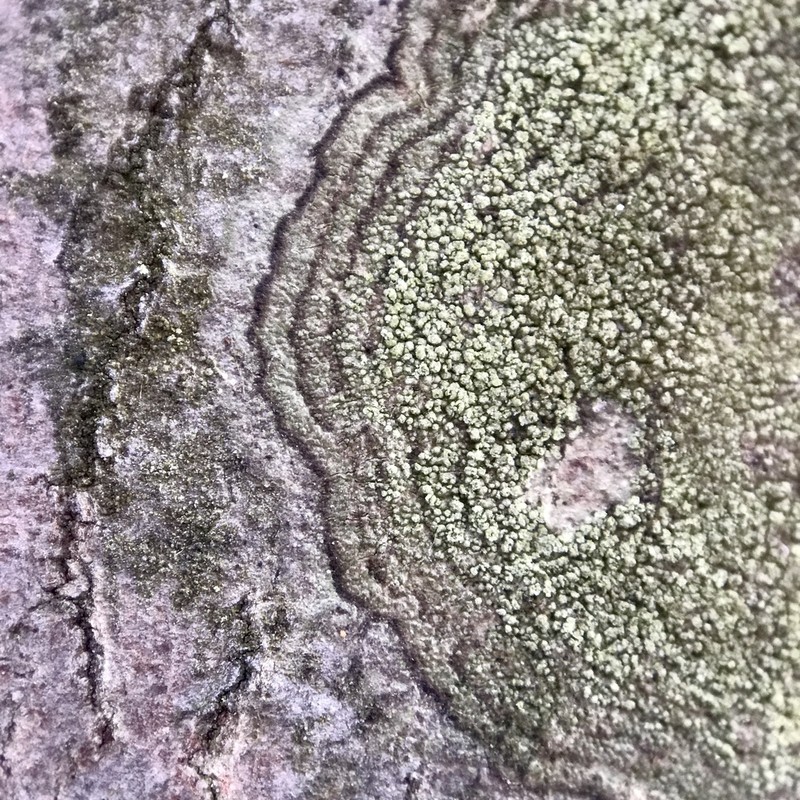 Fuscidea arboricola photo 8