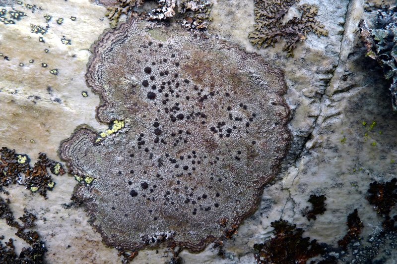Fuscidea Lichen