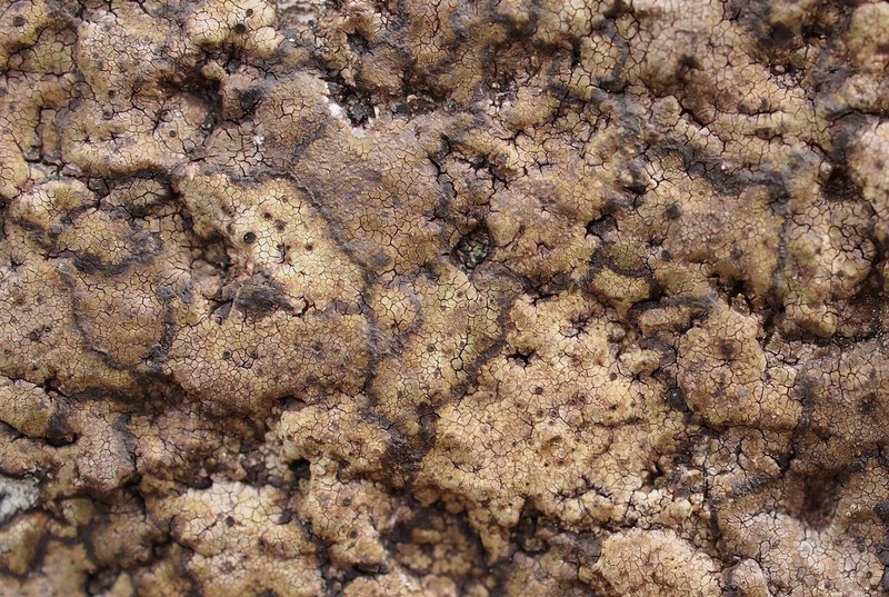Fuscidea Lichen