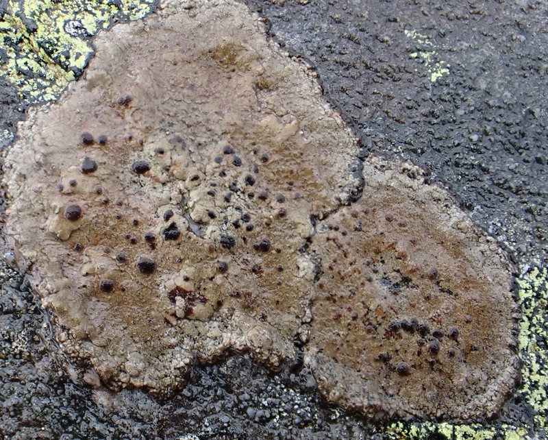 Fuscidea Lichen photo 2