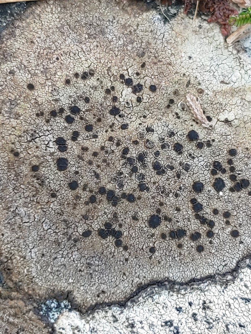Fuscidea Lichen photo 3