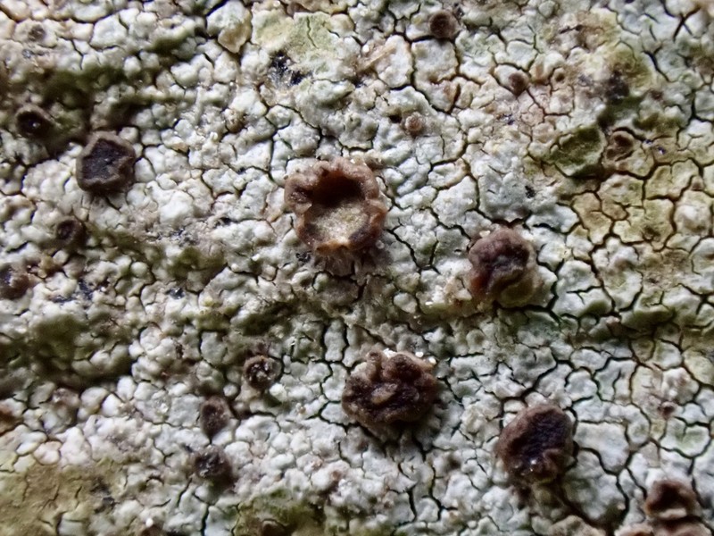 Fuscidea Lichen photo 4