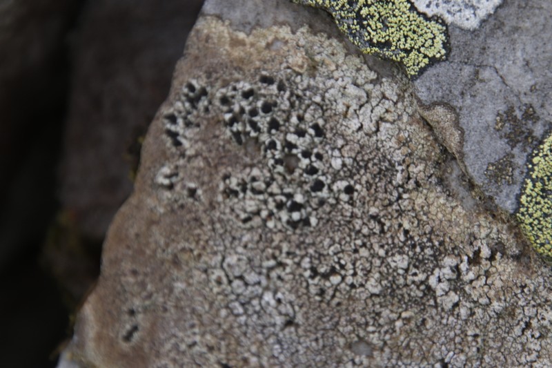 Fuscidea Lichen photo 5