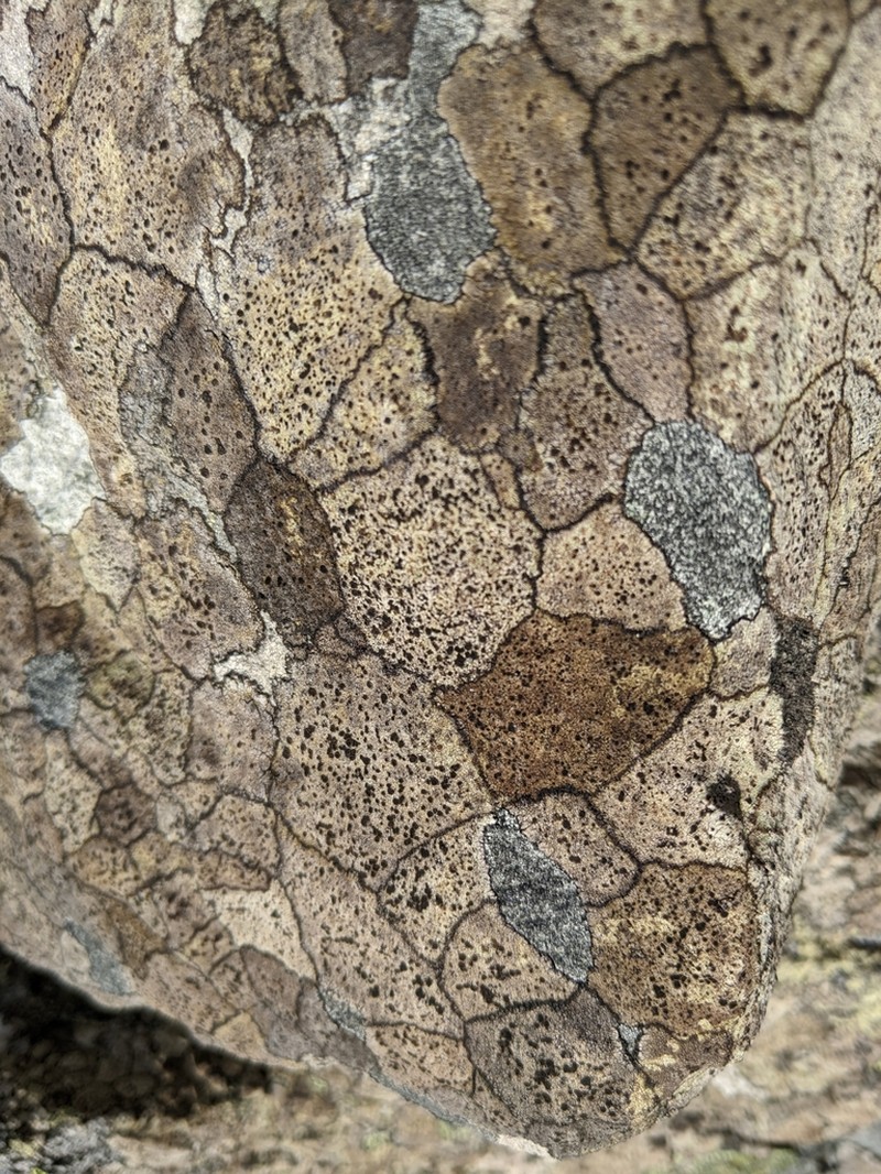 Fuscidea Lichen photo 6