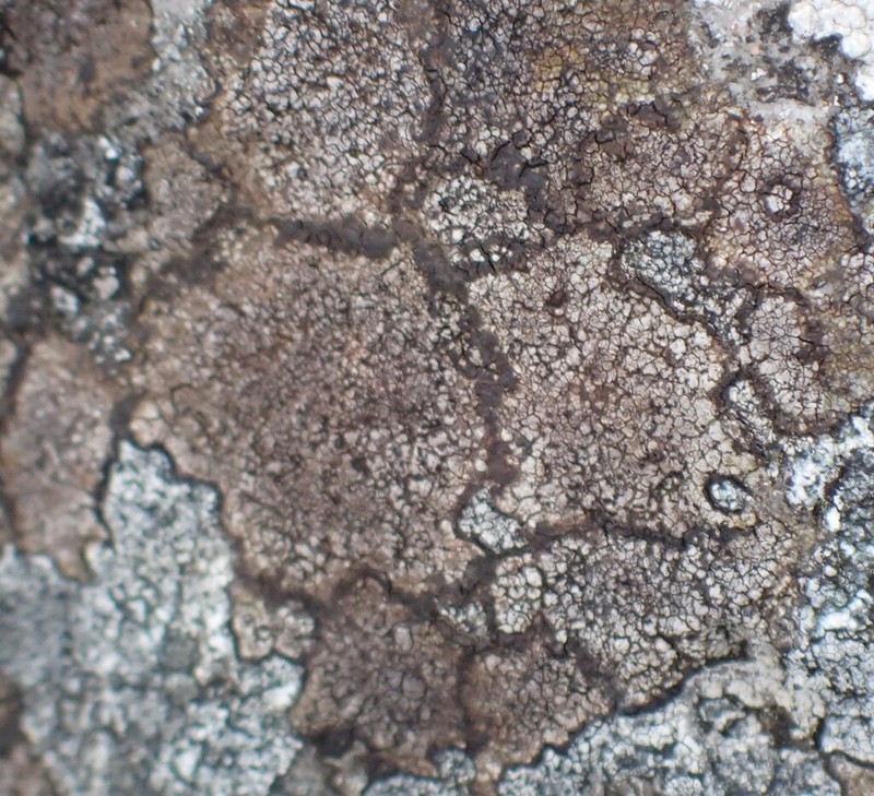 Fuscidea Lichen photo 7