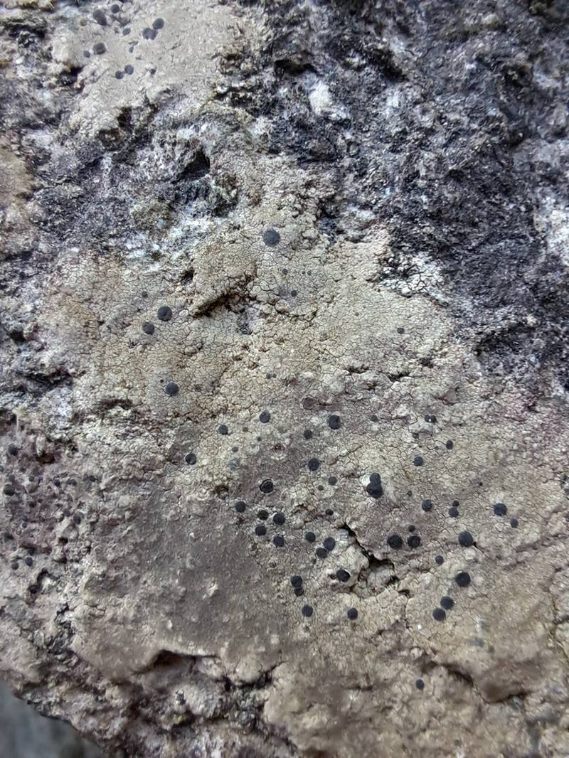Fuscidea Lichen photo 8