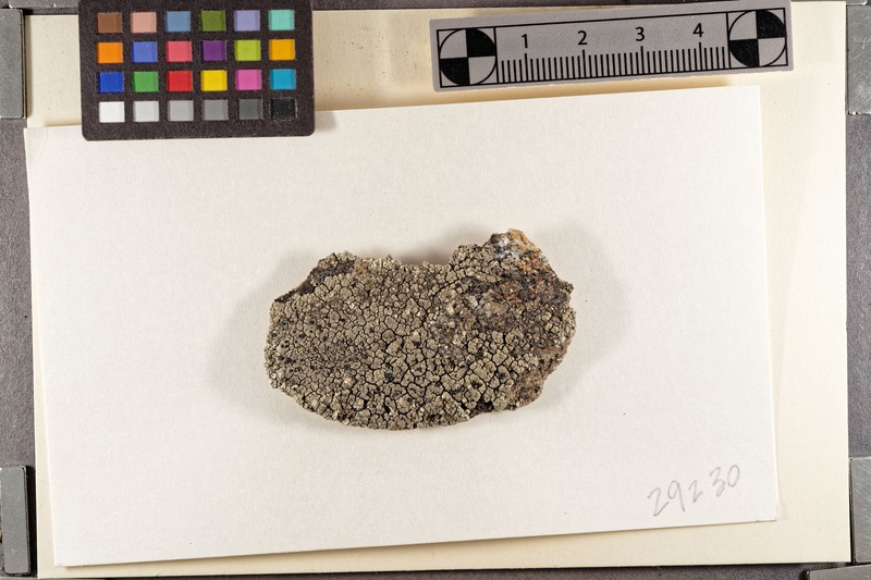 Fuscidea intercincta