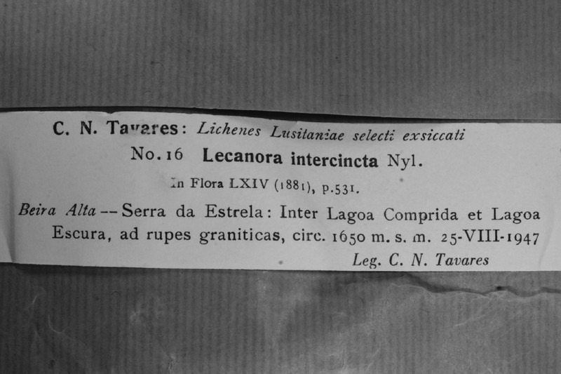 Fuscidea intercincta photo 2