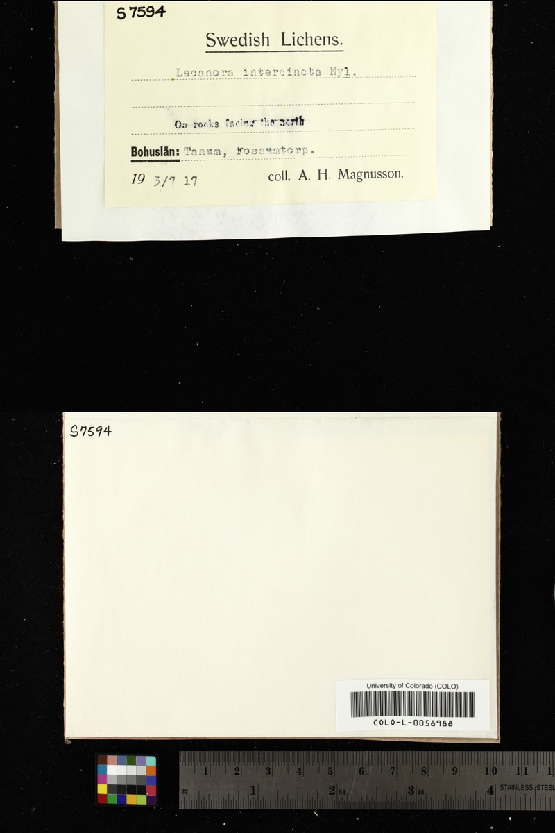 Fuscidea intercincta photo 3