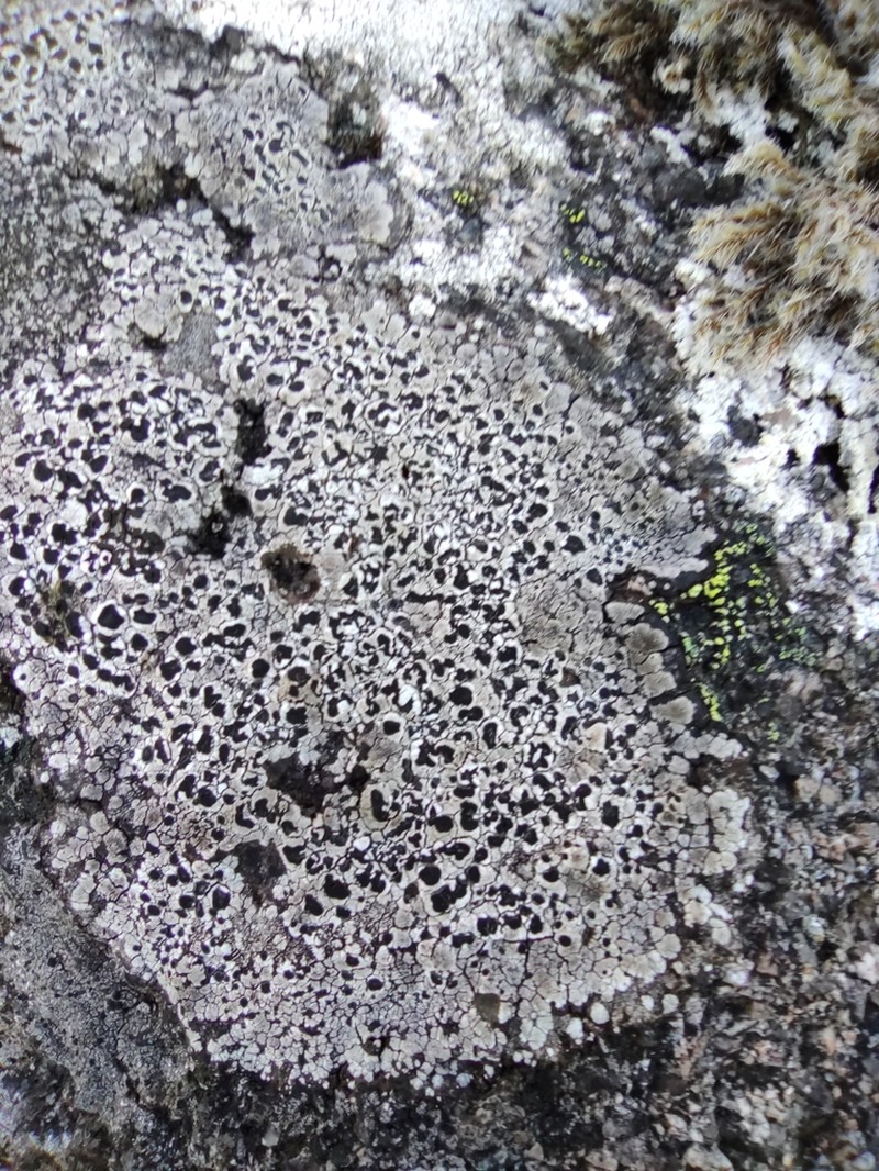 Fuscidea Lichen