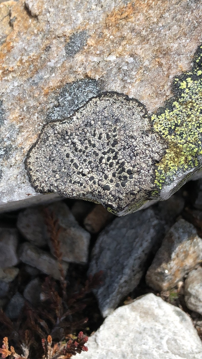 Fuscidea Lichen photo 2