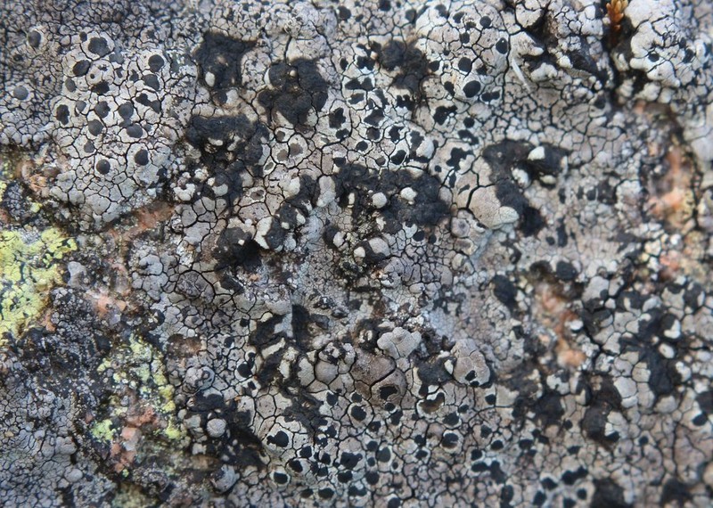 Fuscidea Lichen photo 3