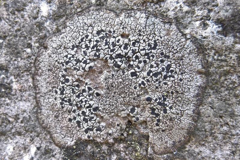 Fuscidea Lichen photo 4