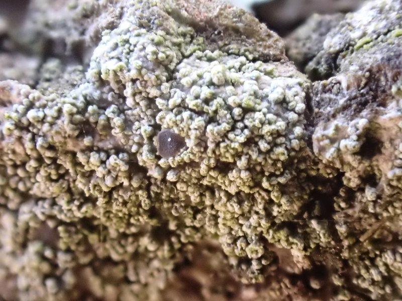 Fuscidea lightfootii