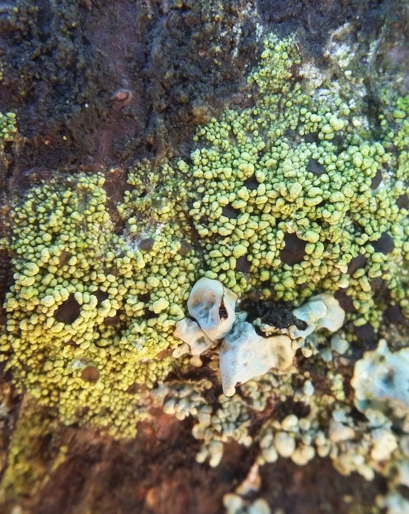 Fuscidea lightfootii photo 3