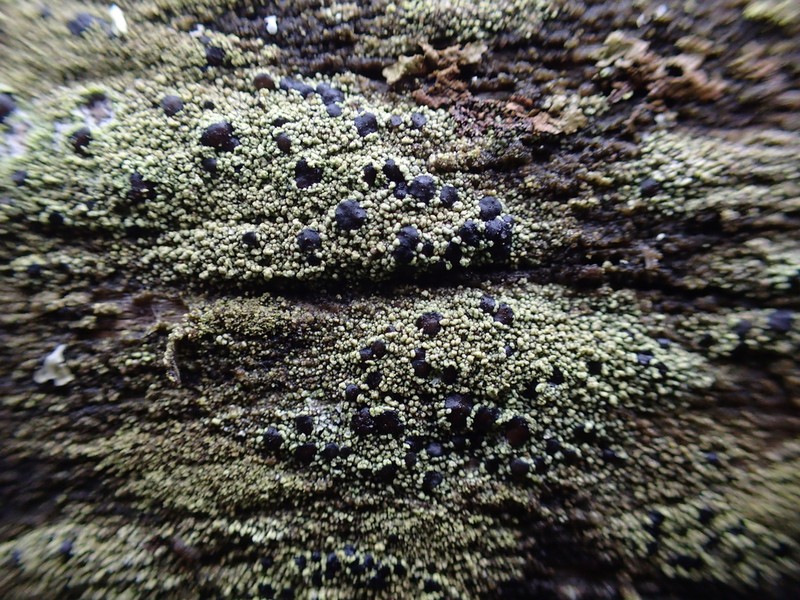 Fuscidea lightfootii photo 4