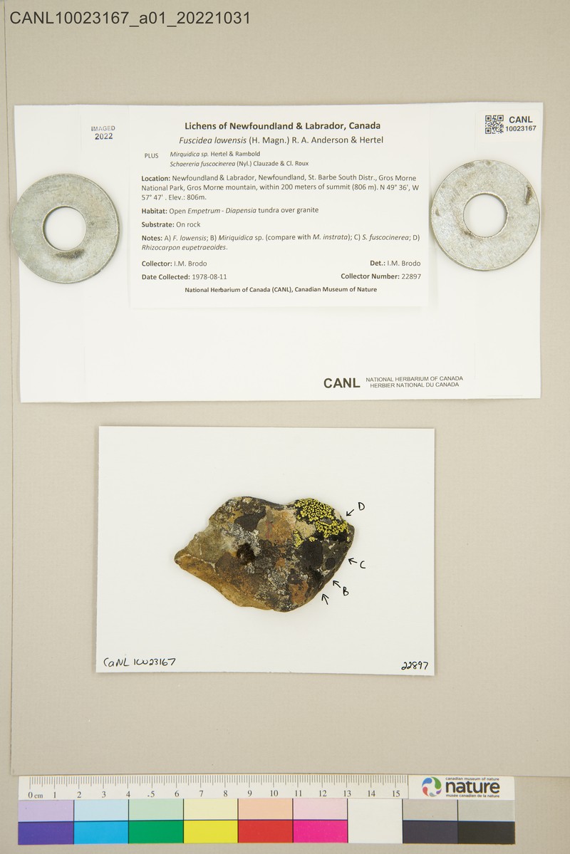 Fuscidea Lichen