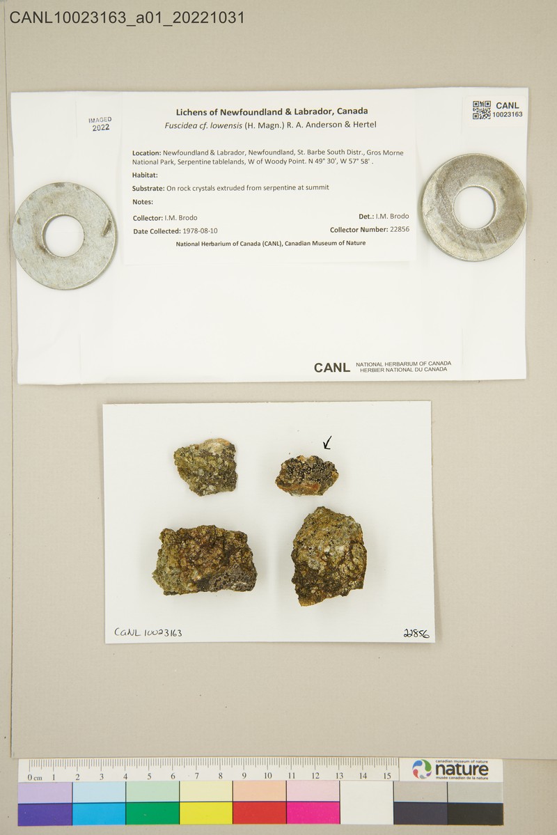 Fuscidea Lichen photo 3
