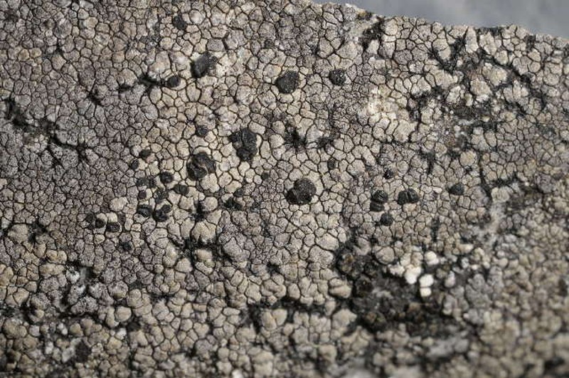 Fuscidea Lichen