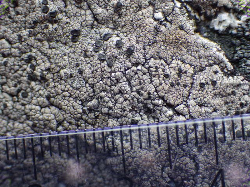 Fuscidea Lichen photo 2
