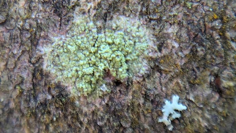 Fuscidea pusilla photo 3