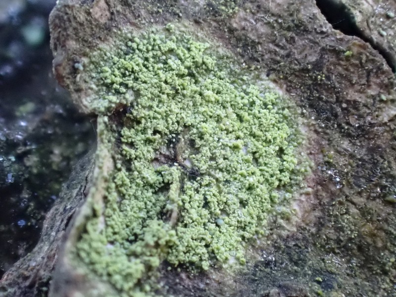 Fuscidea pusilla photo 4