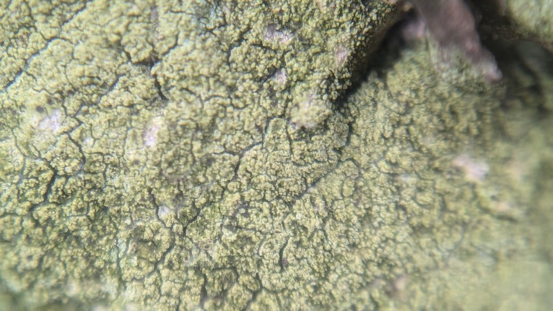 Fuscidea pusilla photo 5