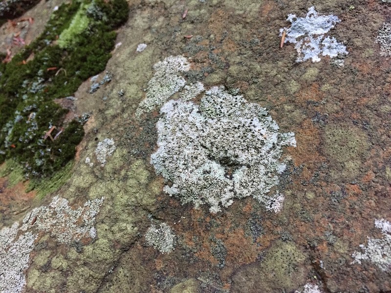 Fuscidea Lichen