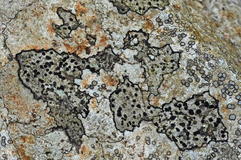 Fuscidea Lichen photo 2