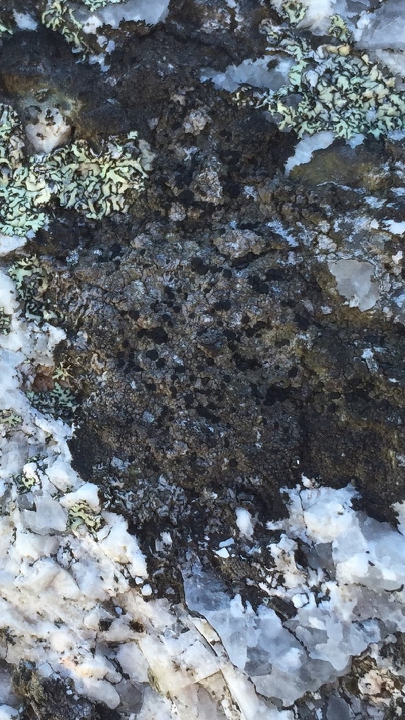 Fuscidea Lichen photo 3