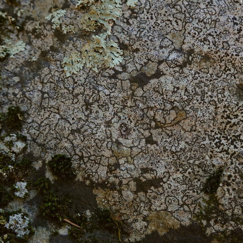 Fuscidea Lichen photo 4