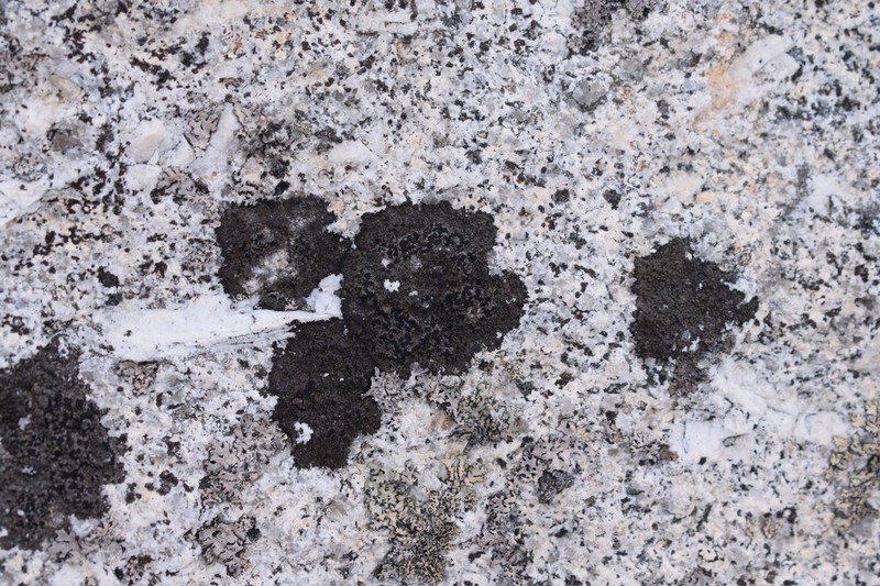Fuscidea Lichen photo 5