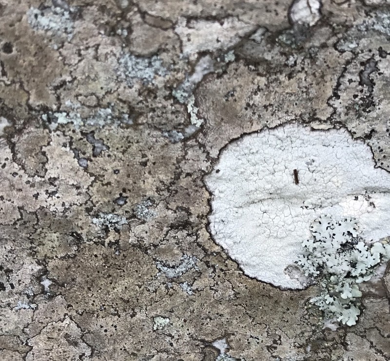 Fuscidea Lichen photo 6