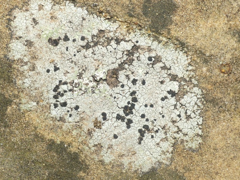 Fuscidea Lichen photo 7