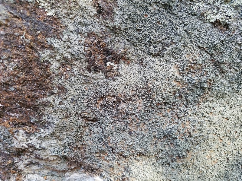 Fuscidea Lichen photo 8