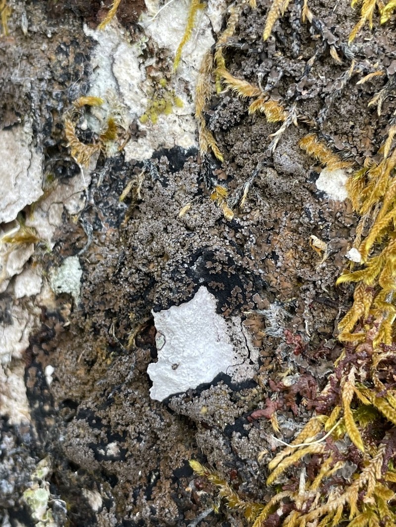 Fuscopannaria ahlneri