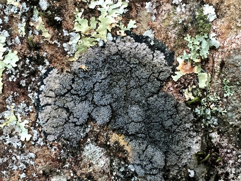 Fuscopannaria ahlneri photo 2