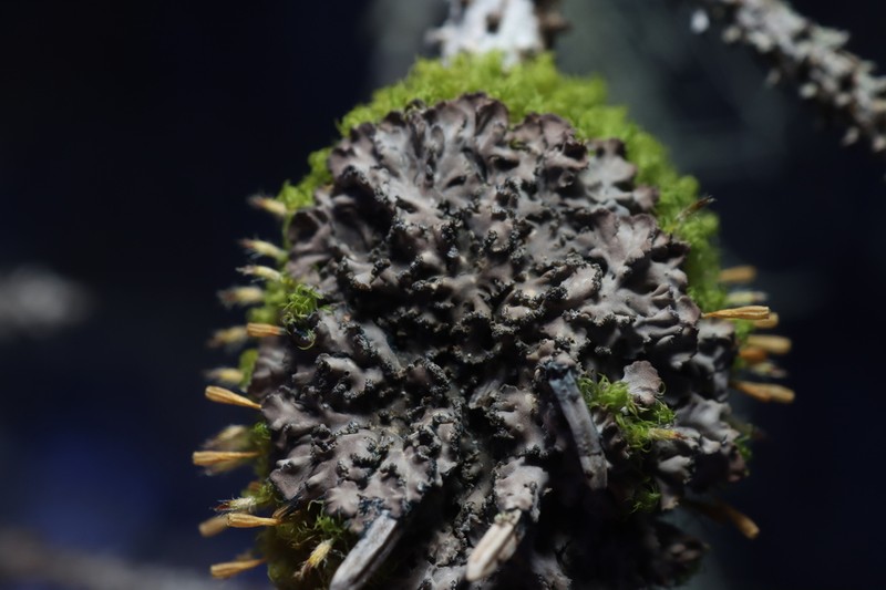 Fuscopannaria ahlneri photo 3