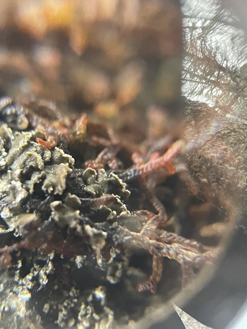 Fuscopannaria ahlneri photo 4