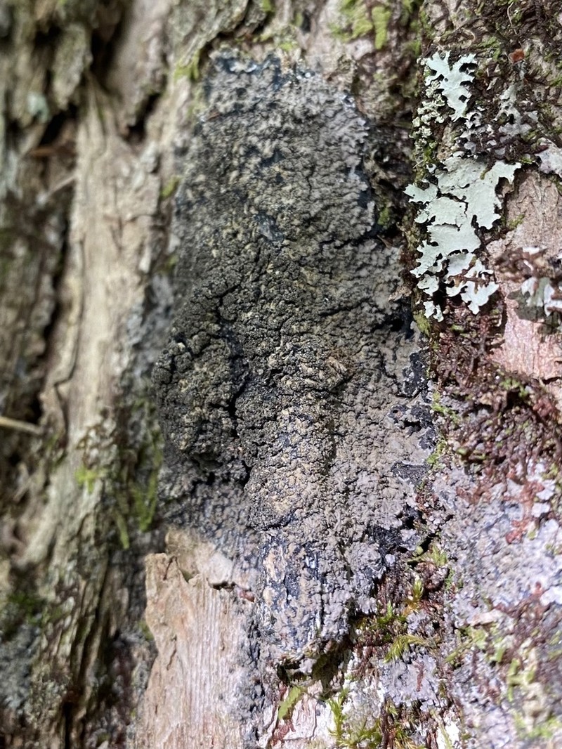Fuscopannaria ahlneri photo 5
