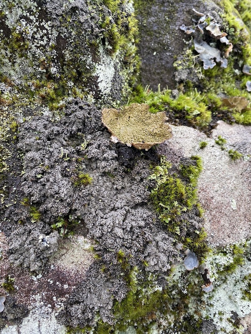 Fuscopannaria ahlneri photo 6