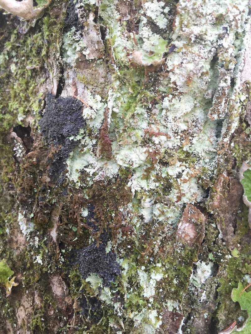 Fuscopannaria ahlneri photo 7