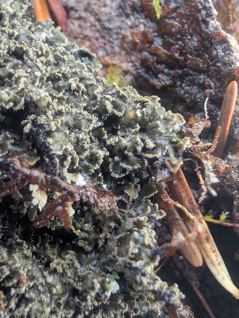 Fuscopannaria ahlneri photo 8