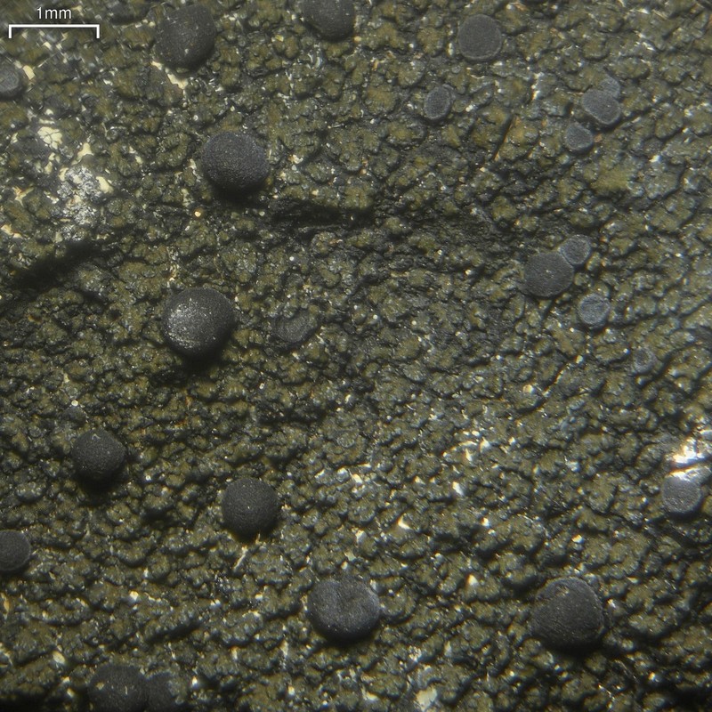 Fuscopannaria leucophaea